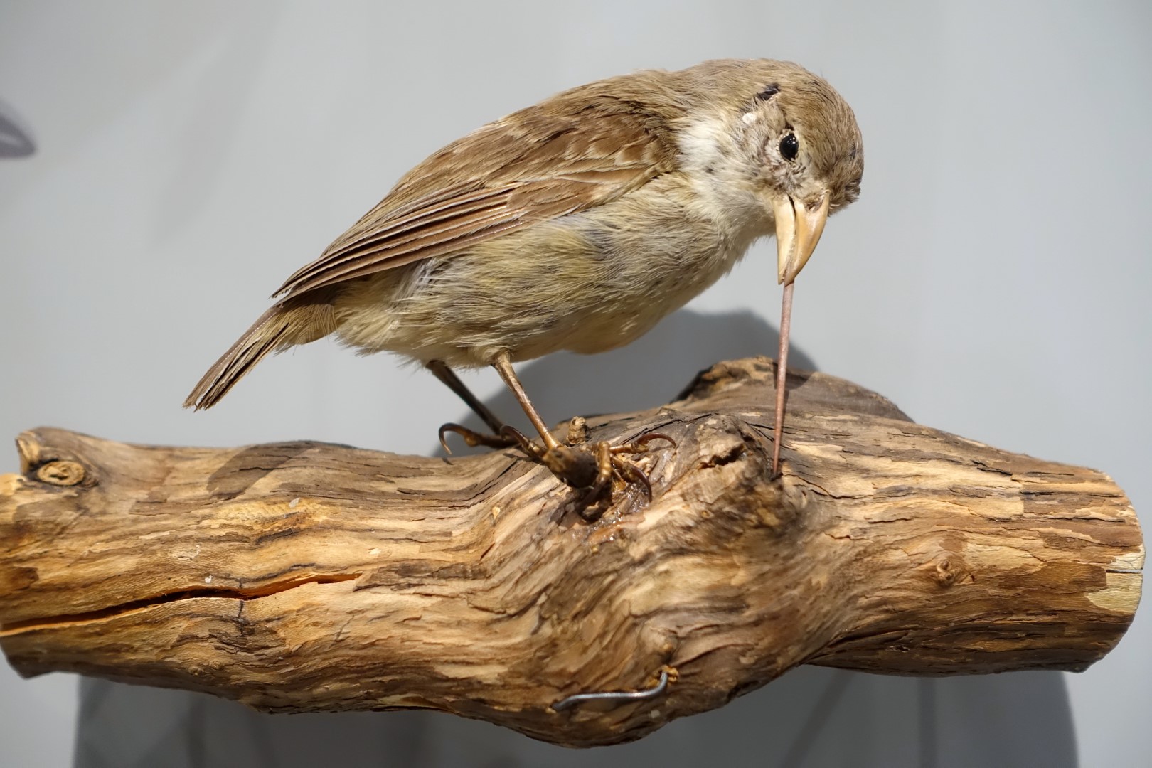 Pale-billed Cuckoo Finch