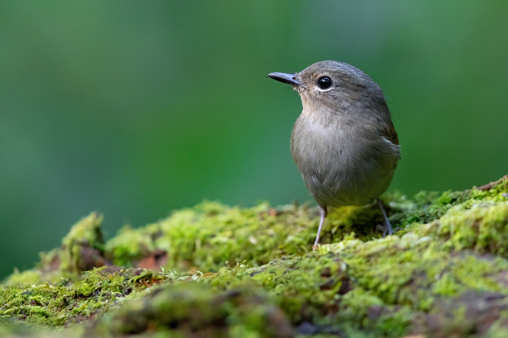 Pale Blue Flycatcher