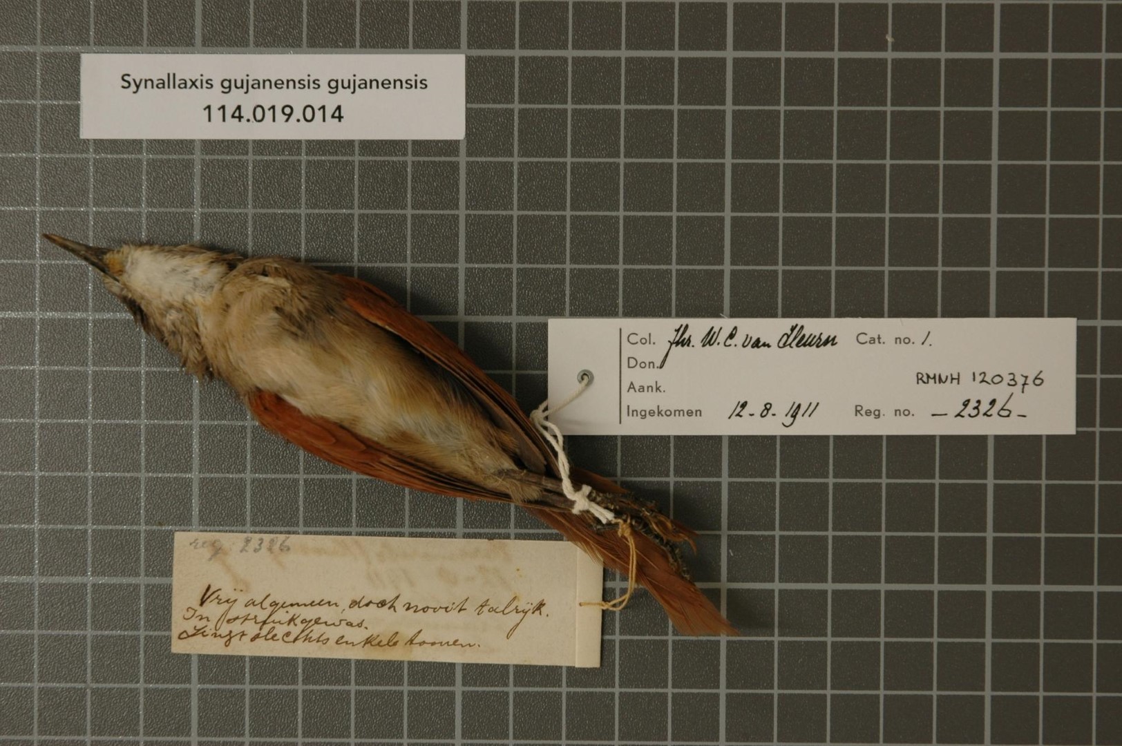 Pale-breasted Spinetail