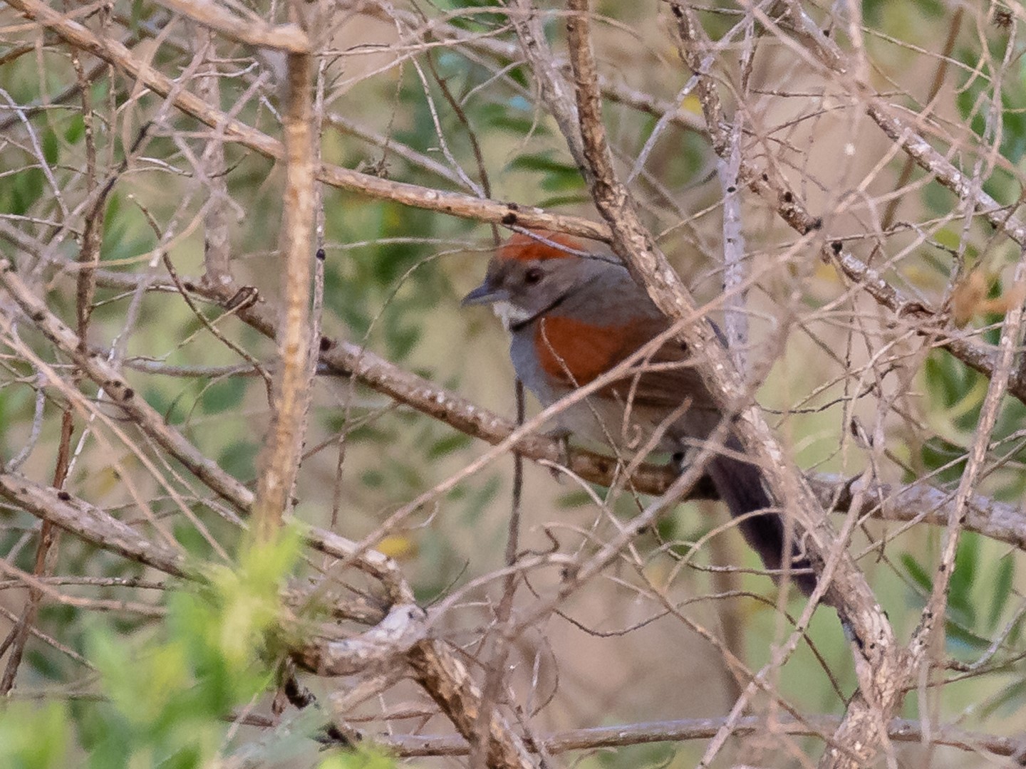 Pale-breasted Spinetail