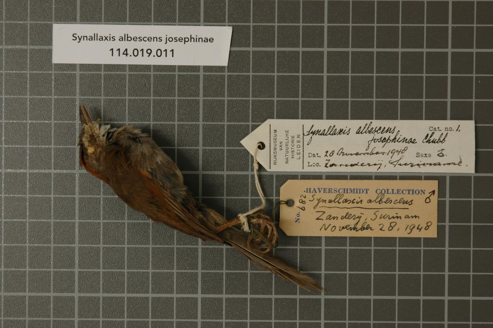 Pale-breasted Spinetail