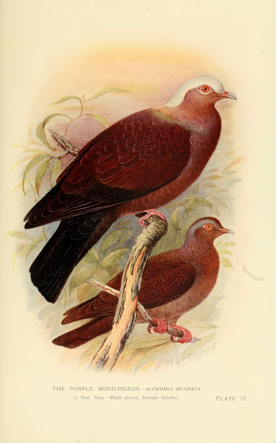Pale-capped Pigeon