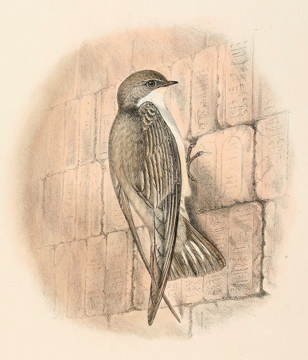 Pale Crag Martin