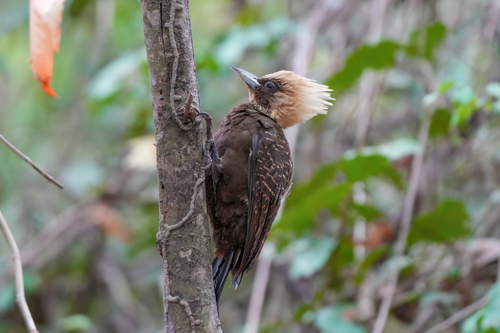 Pale-crested Woodpecker