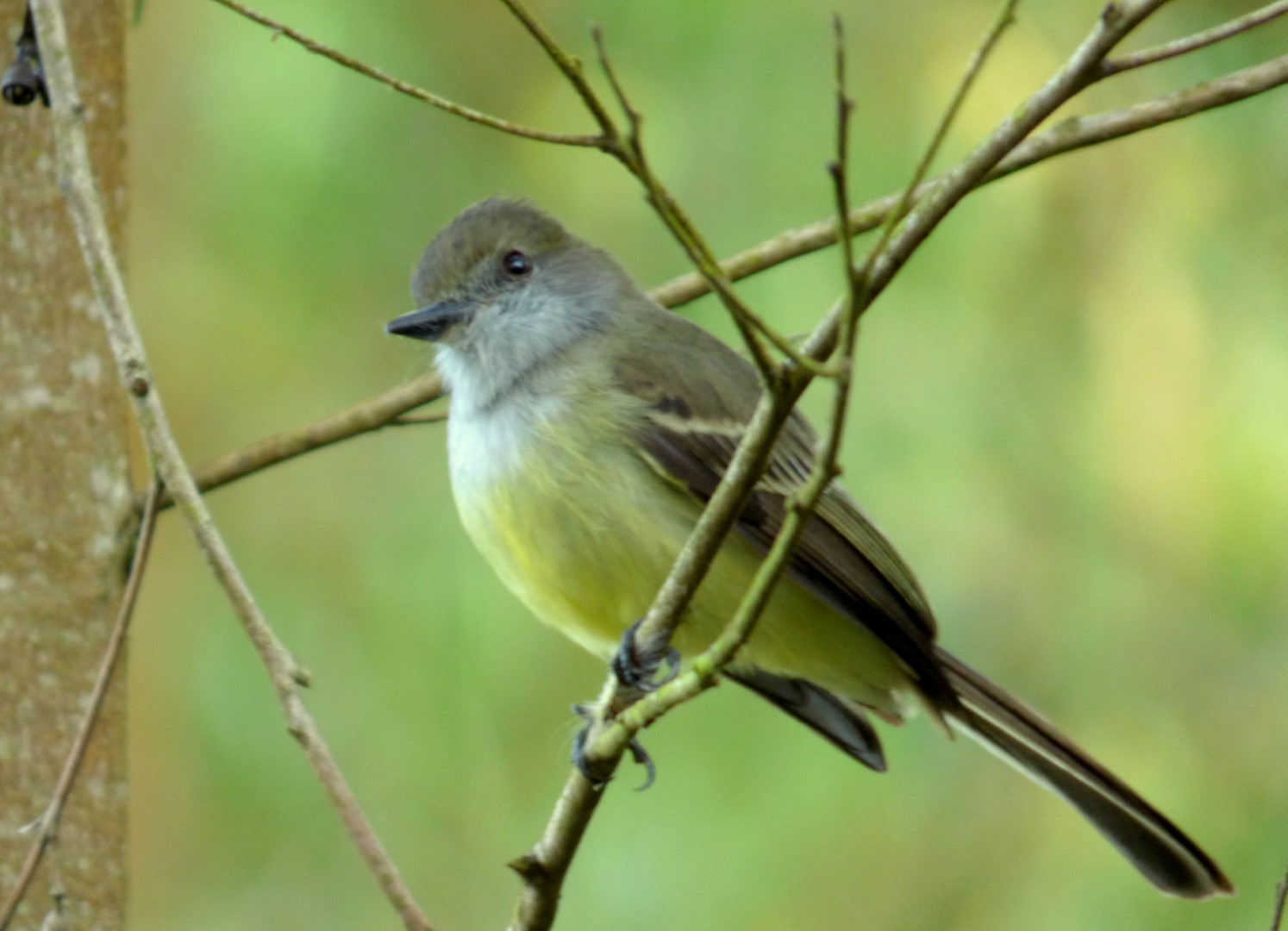 Pale-edged Flycatcher