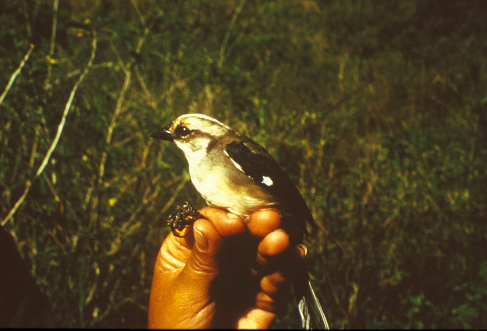 Pale-headed Brush Finch