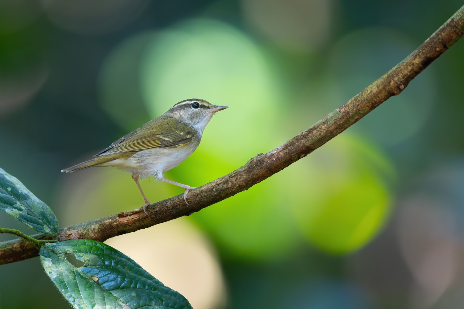 Pale-legged Leaf Warbler