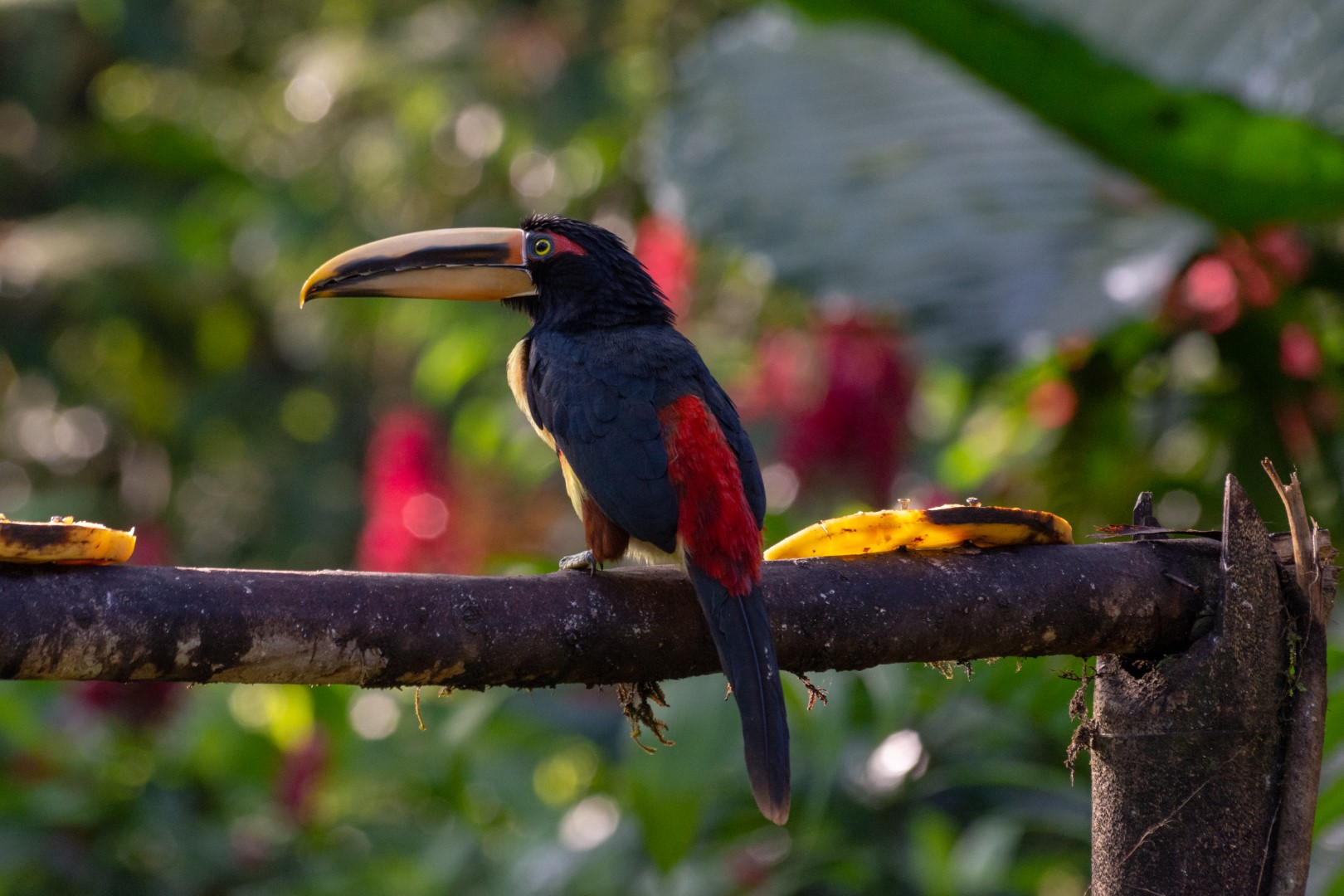 Pale-mandibled Aracari