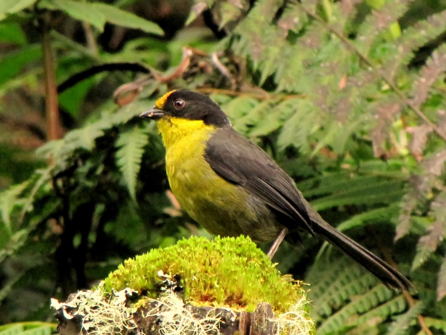 Pale-naped Brush Finch