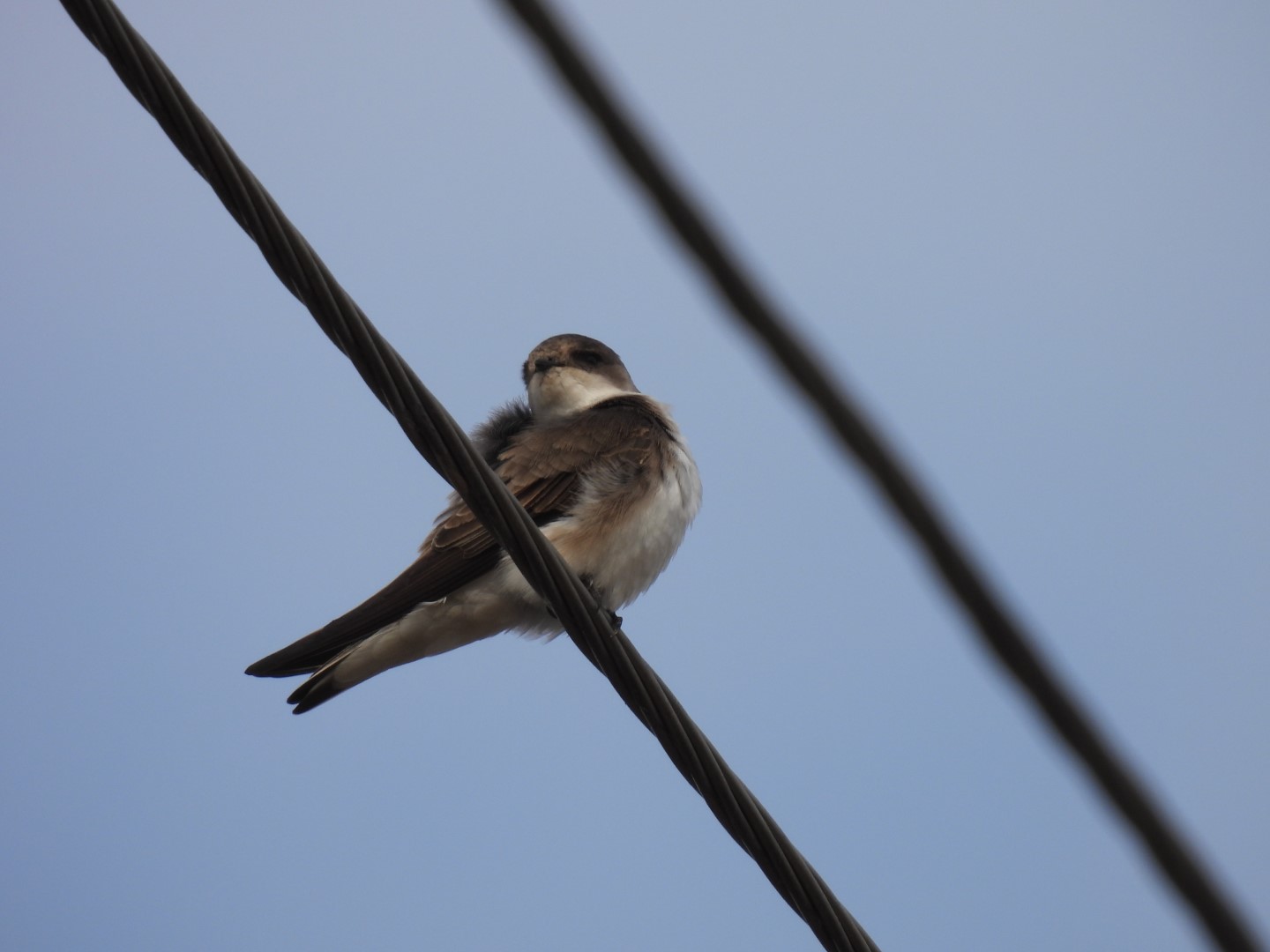 Pale Sand Martin