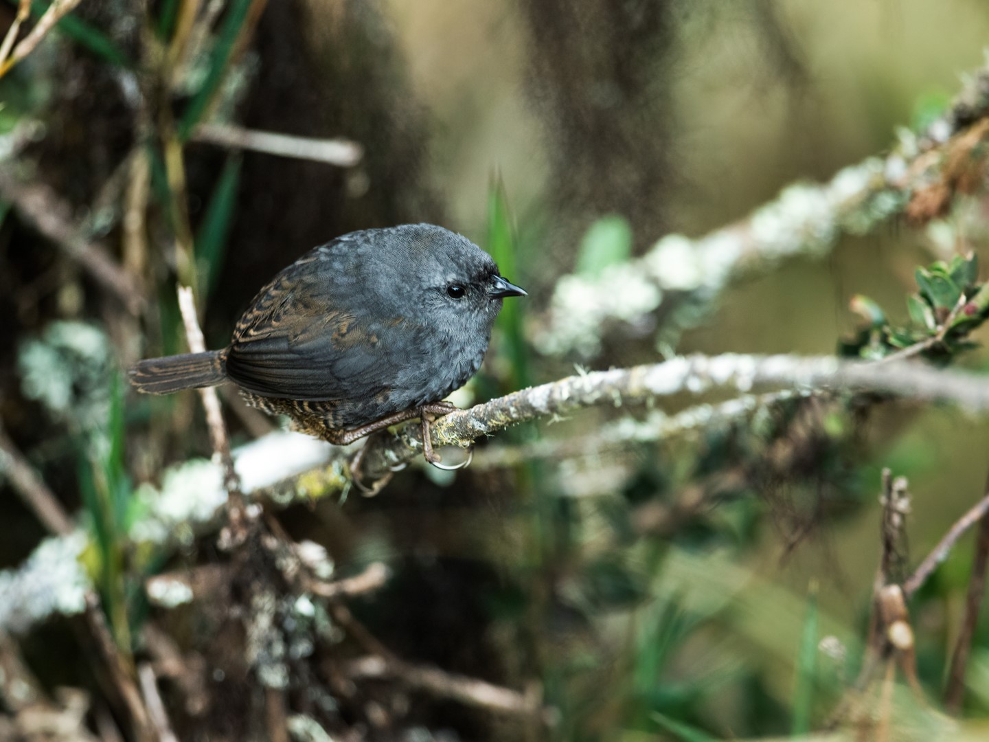 Pale-throated tapaculo