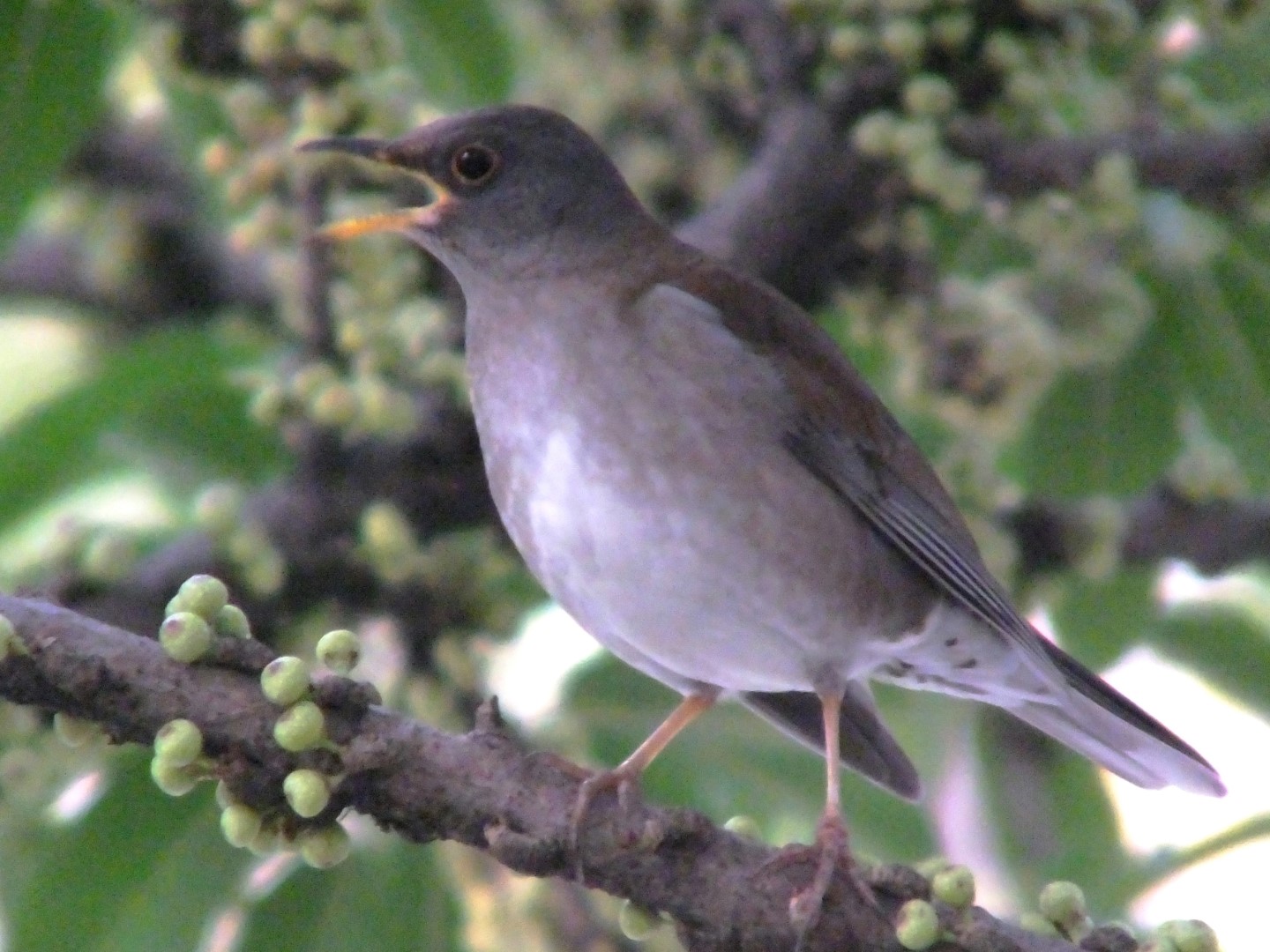Pale Thrush