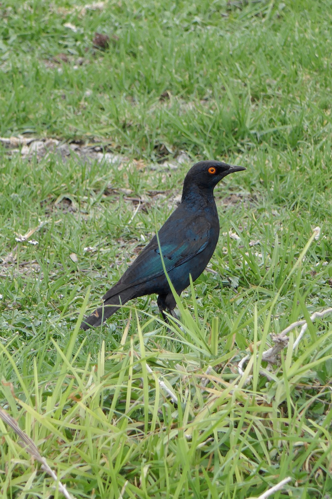 Pale-winged Starling