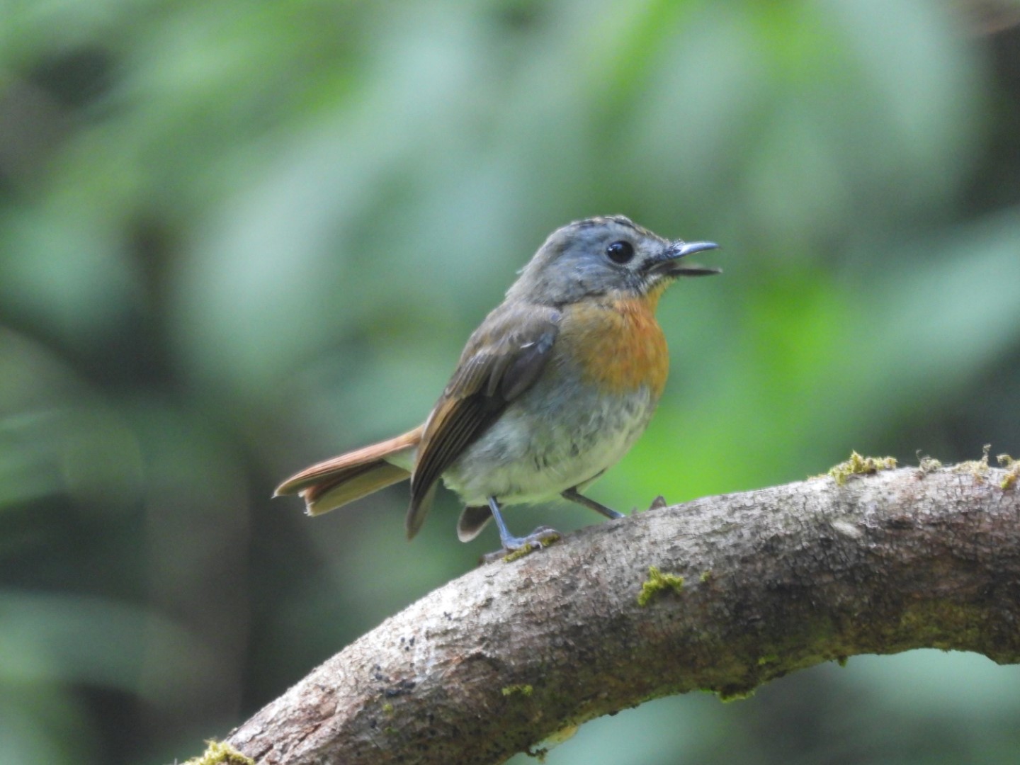Palid Blue Flycatcher