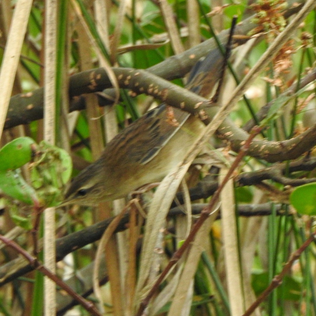 Pallas's Grasshopper Warbler