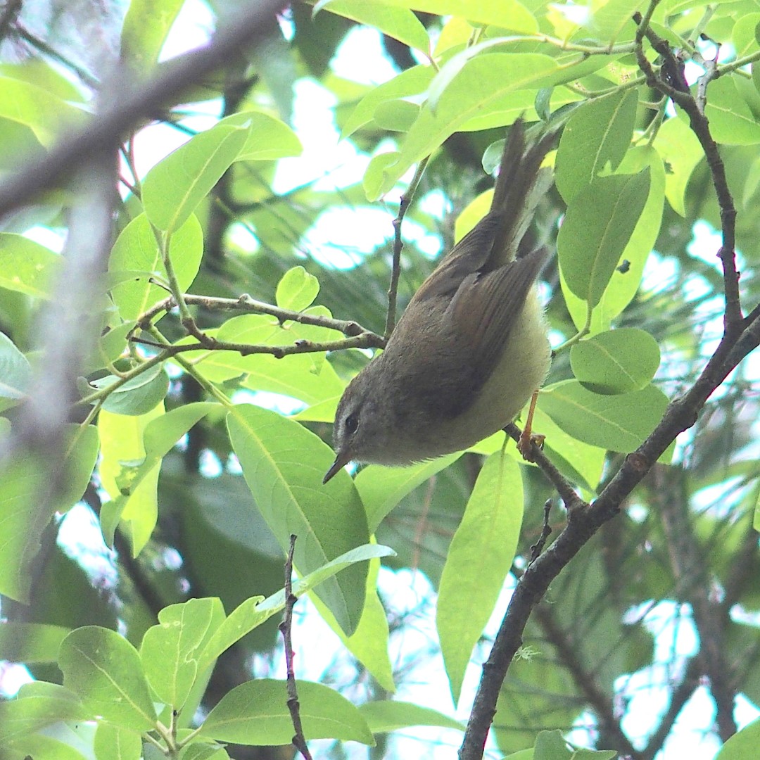 Pallas's Grasshopper Warbler