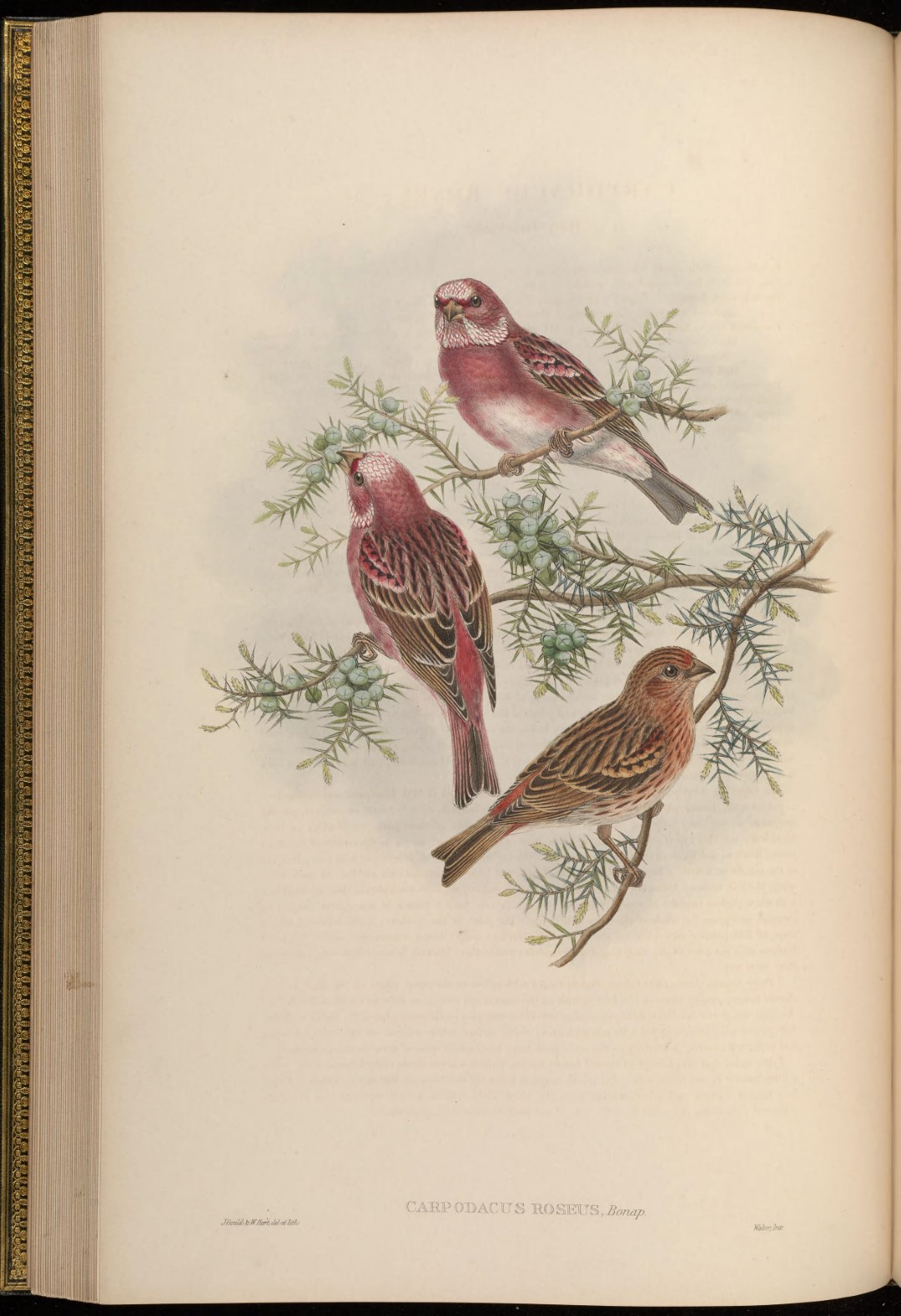 Pallas's Rosefinch