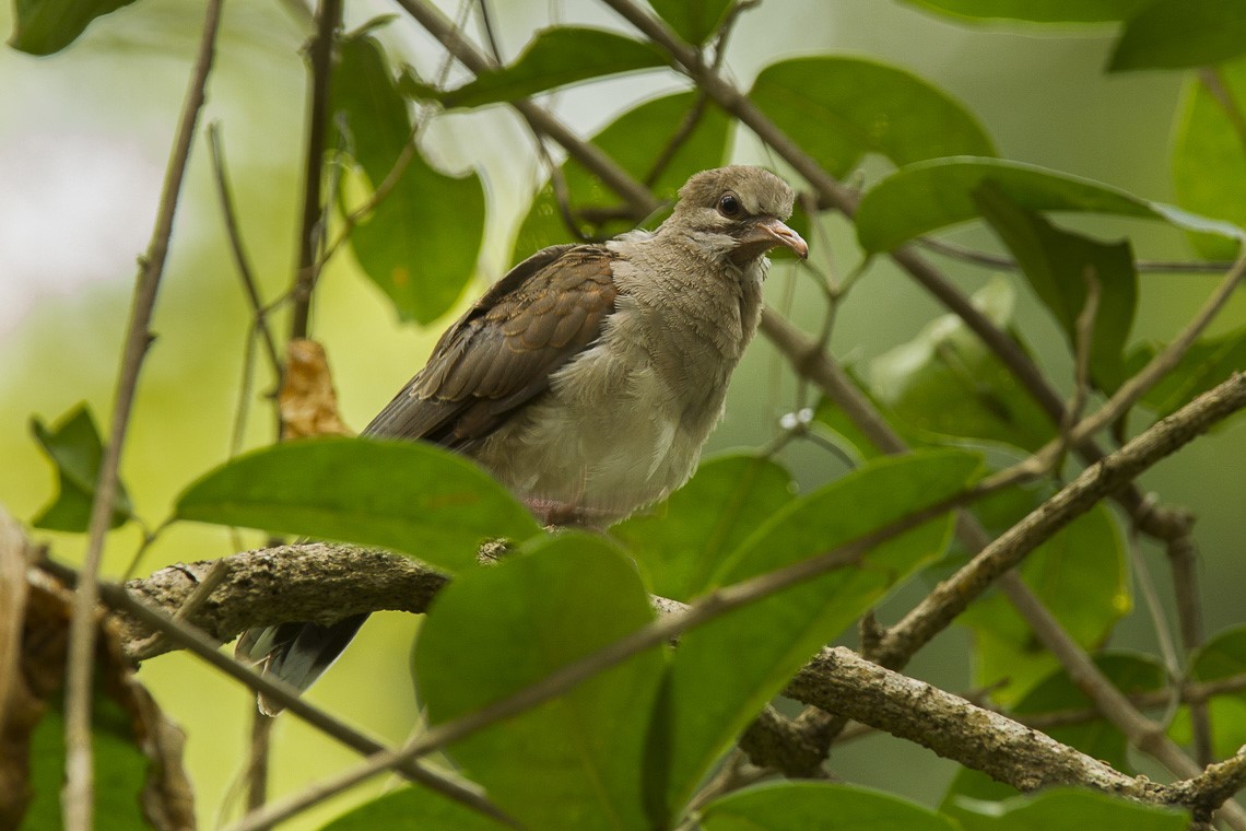 Pallid Dove