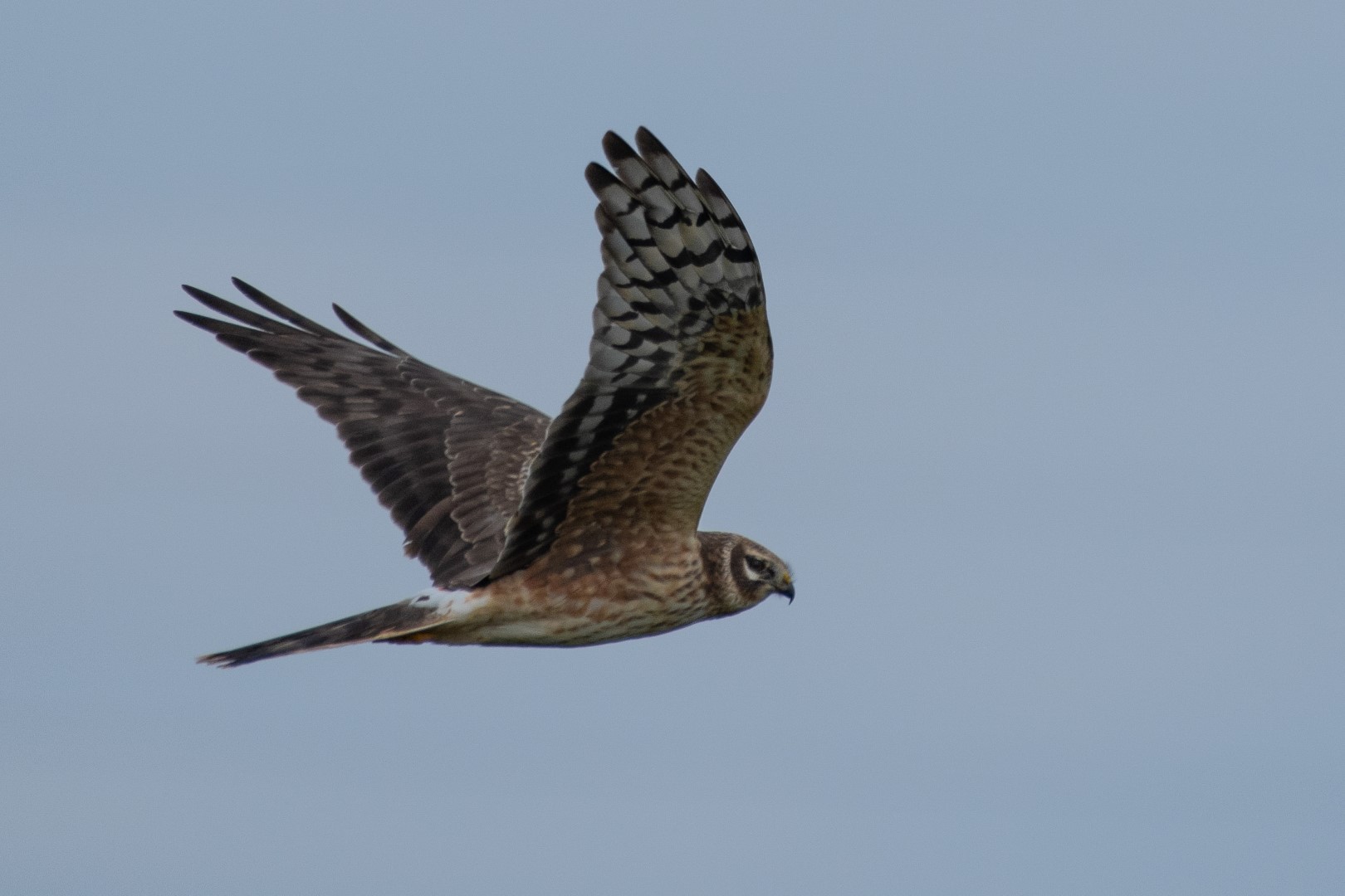Pallid Harrier