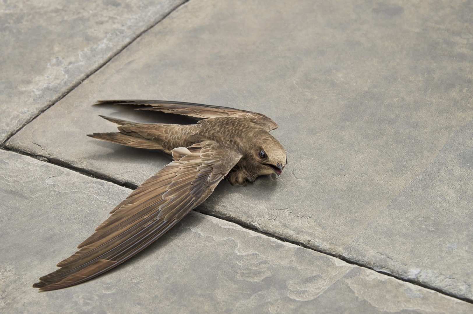 Pallid Swift