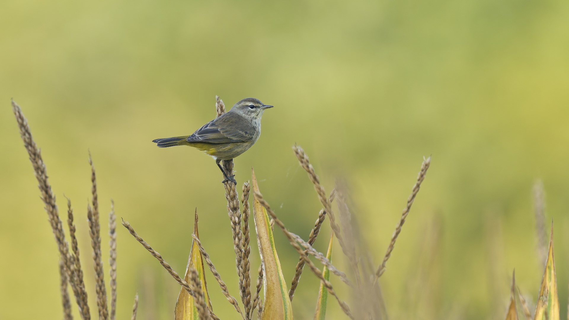 Palm Warbler