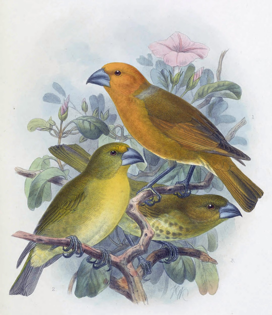 Palmer's Rhodacanthis