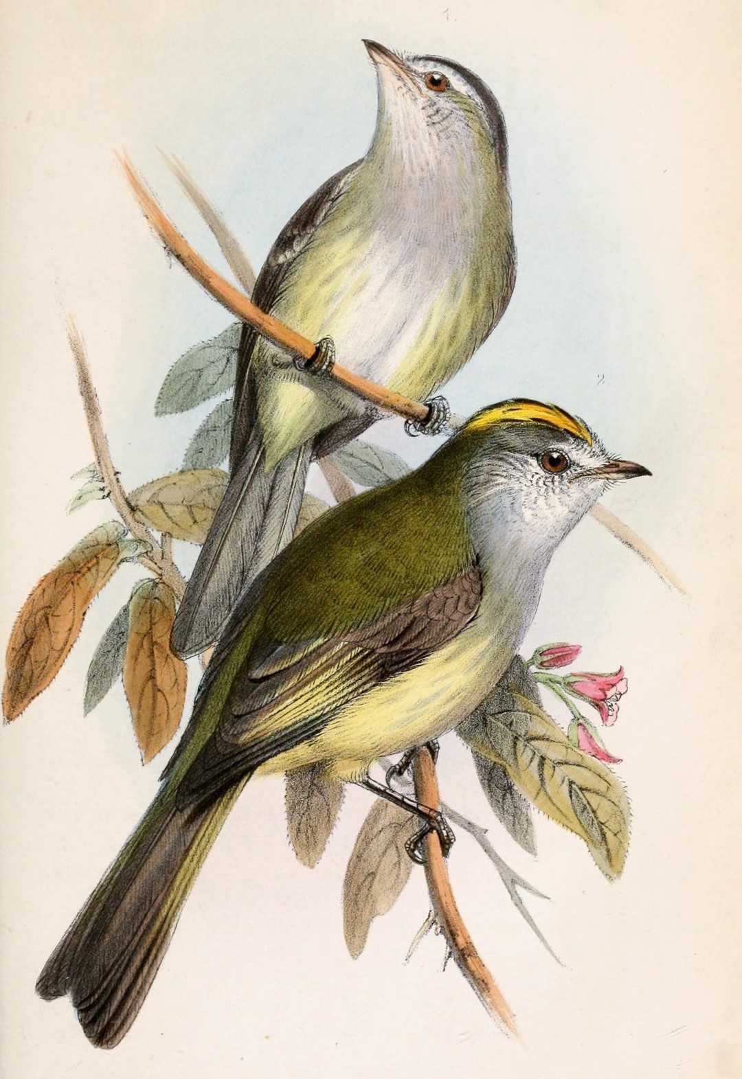 Paltry Tyrannulet