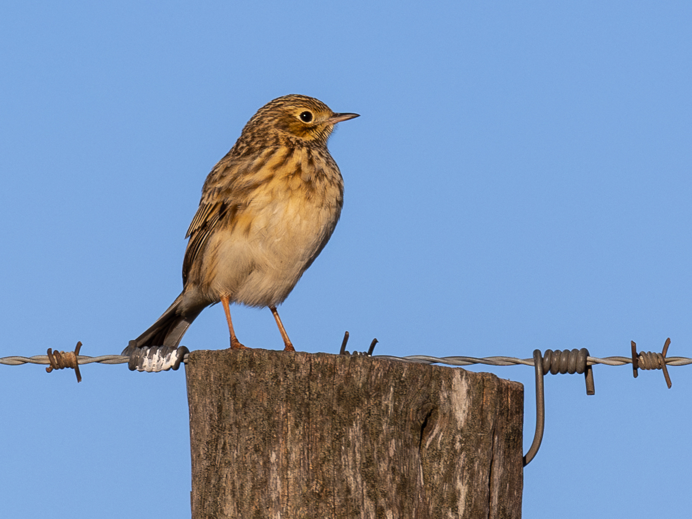 Pampas Pipit