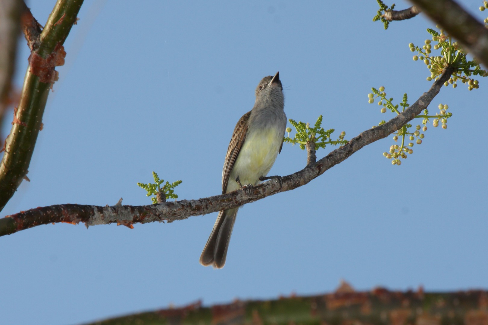 Panama Flycatcher