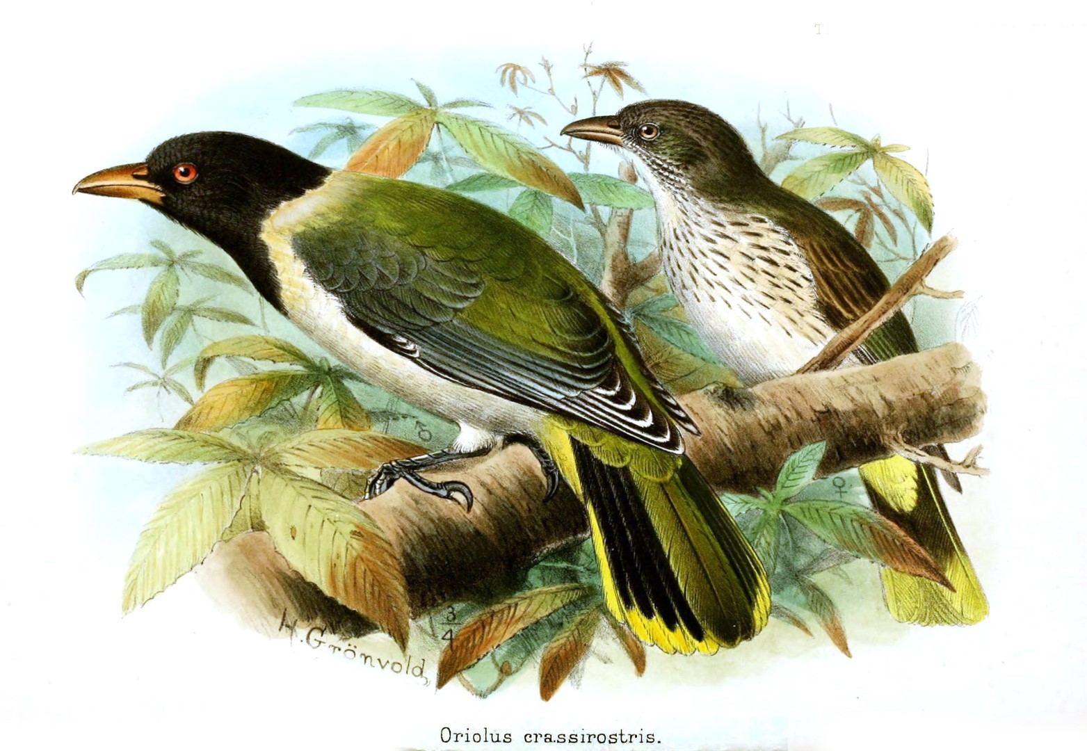 Papuan Black Oriole