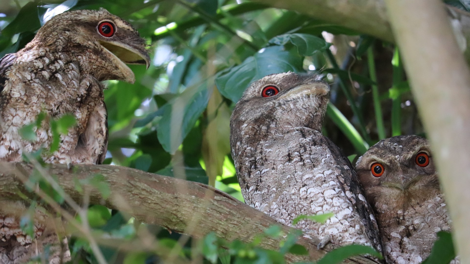 Papuan Frogmouth