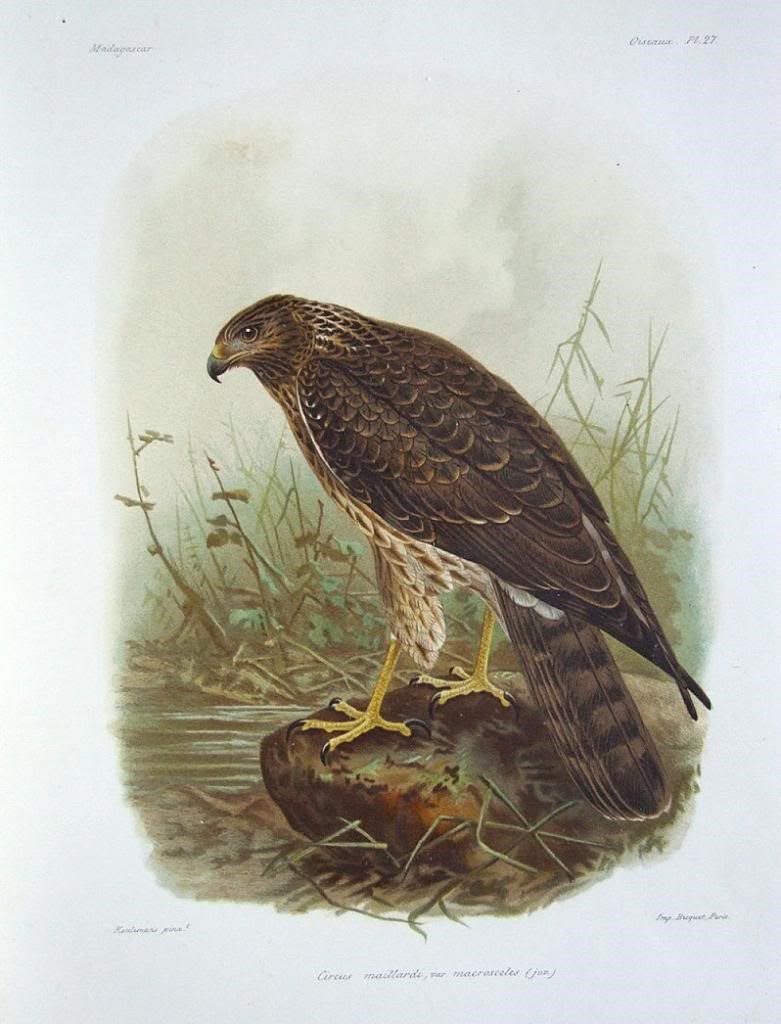 Papuan Harrier