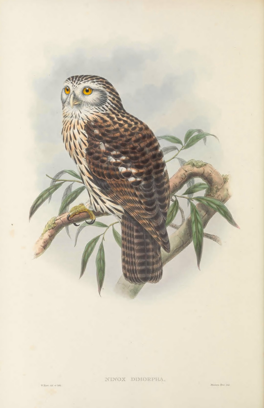 Papuan Hawk-Owl
