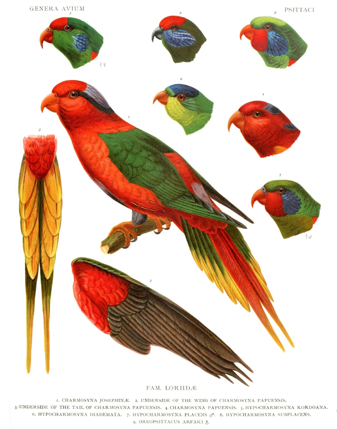 Papuan Lorikeet
