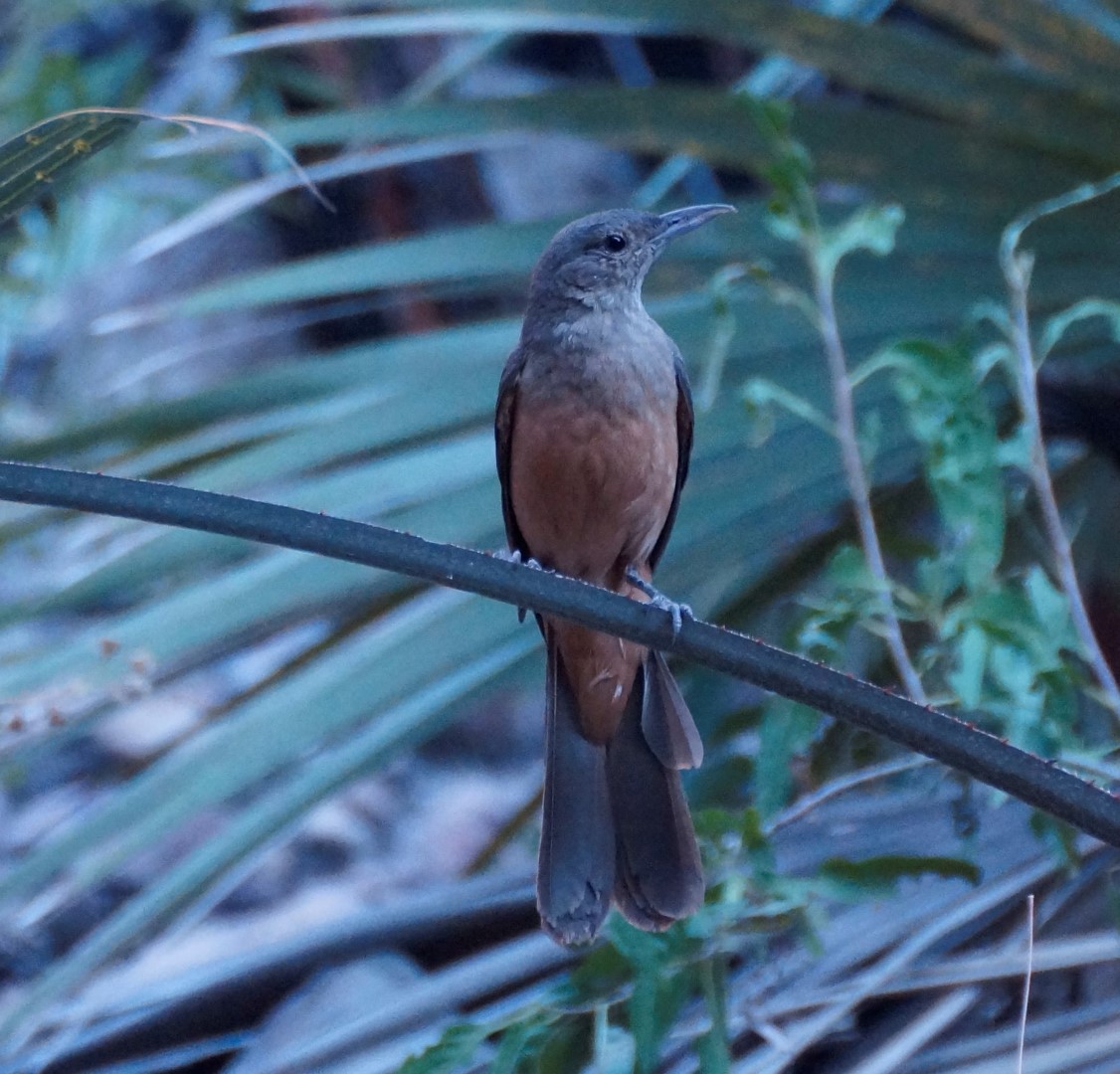 Papuan Shrike-thrush