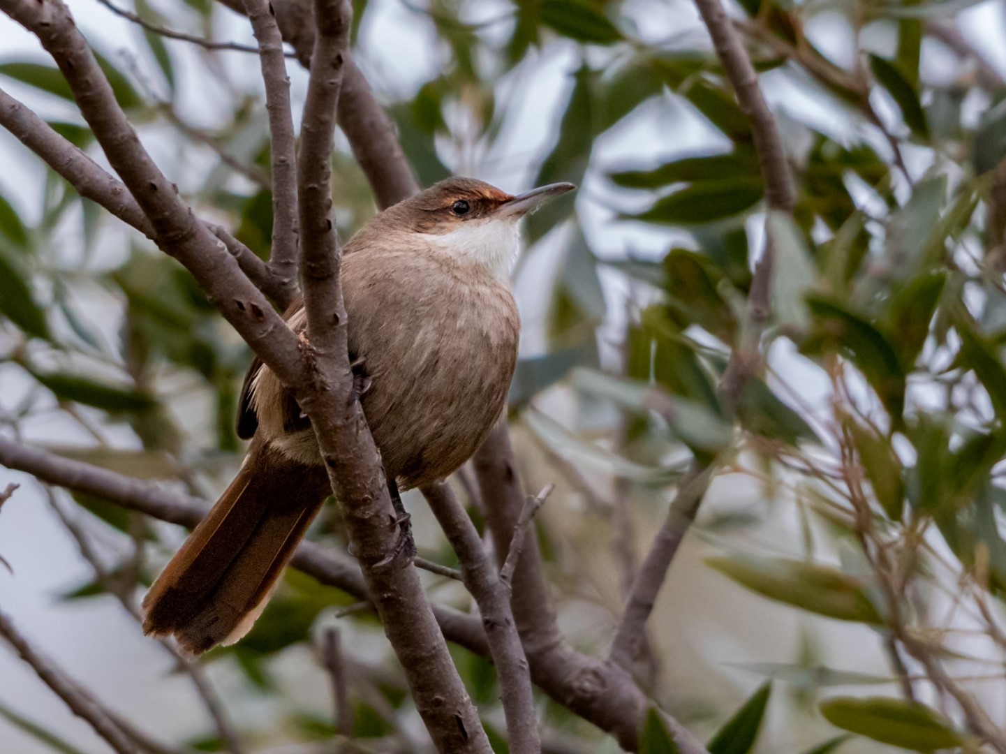 Papuan Treecreeper