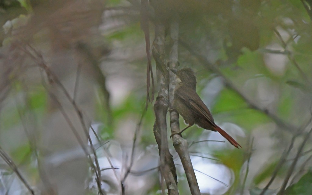 Para Foliage-gleaner