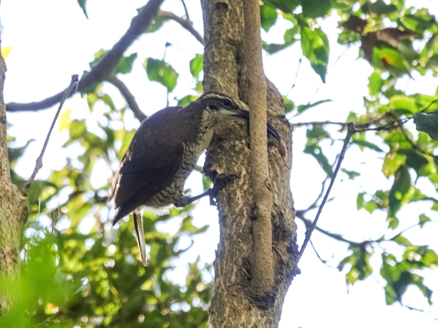 Paradise Riflebird