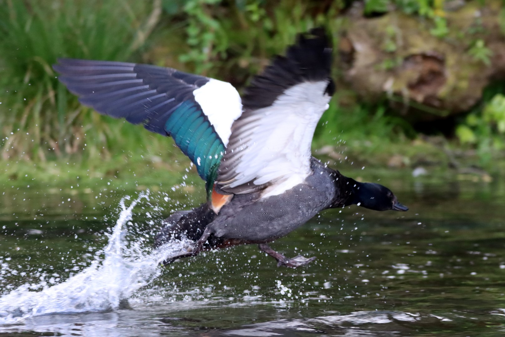 Paradise Shelduck