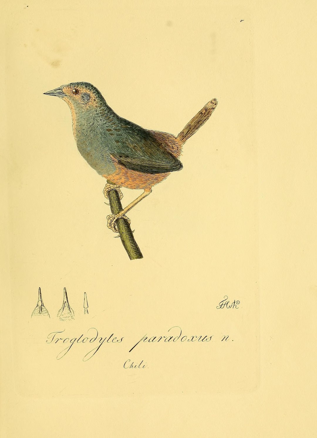 Paradoxical Antbird