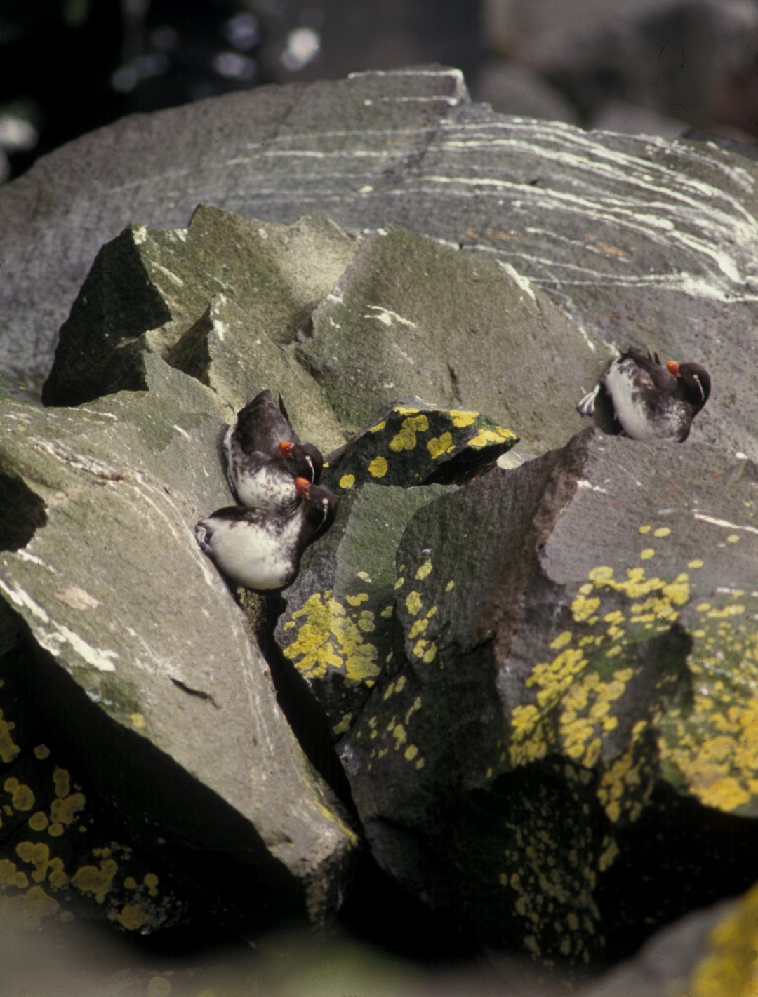 Parakeet Auklet