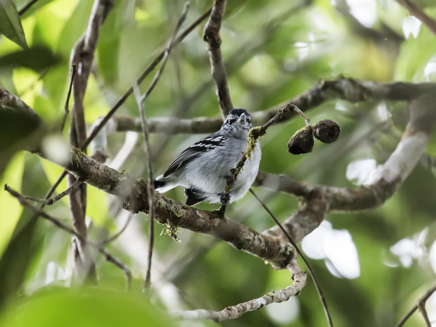 Parker's Antbird