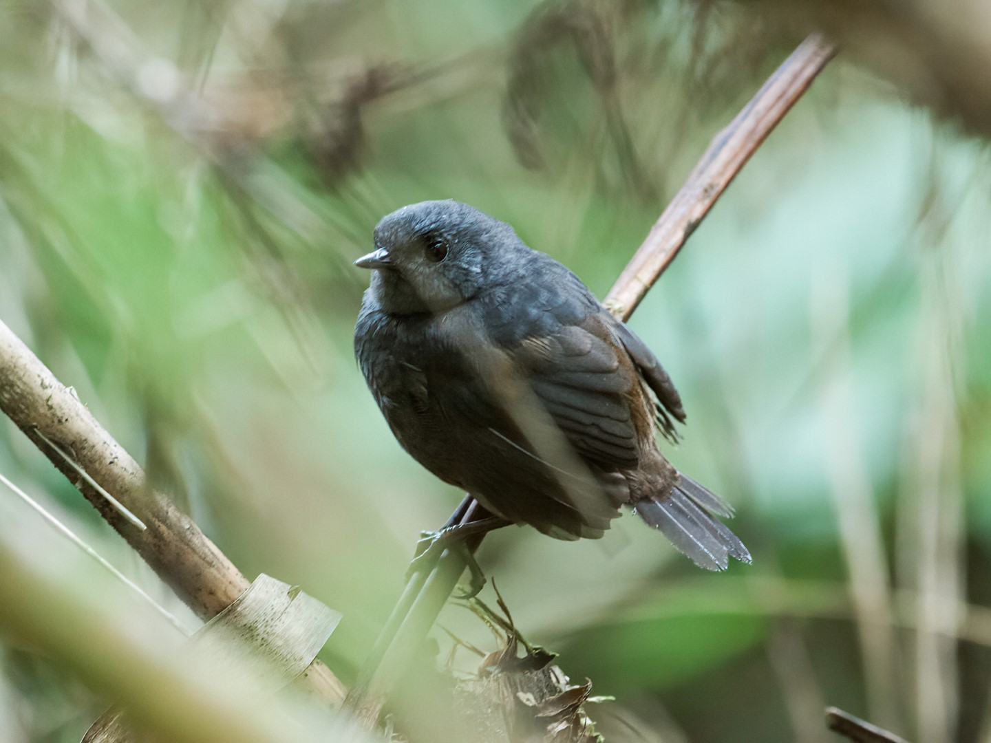 Parker's Tapaculo