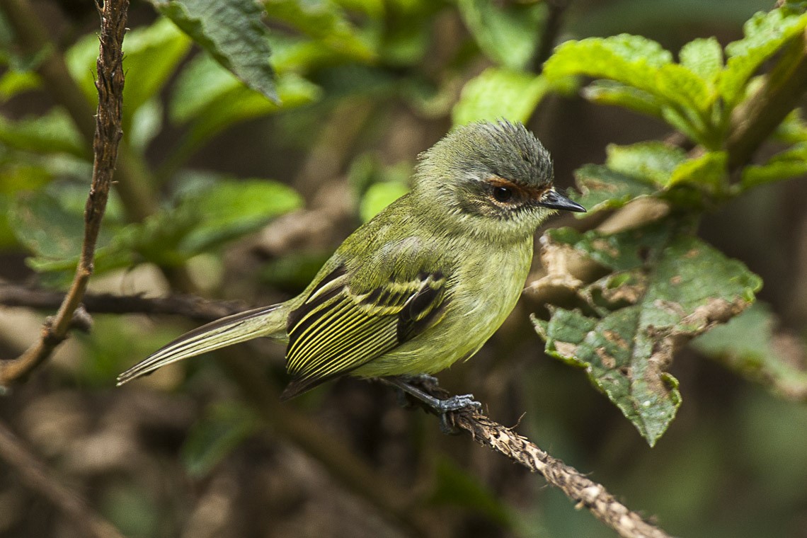 Parker's Tyrannulet