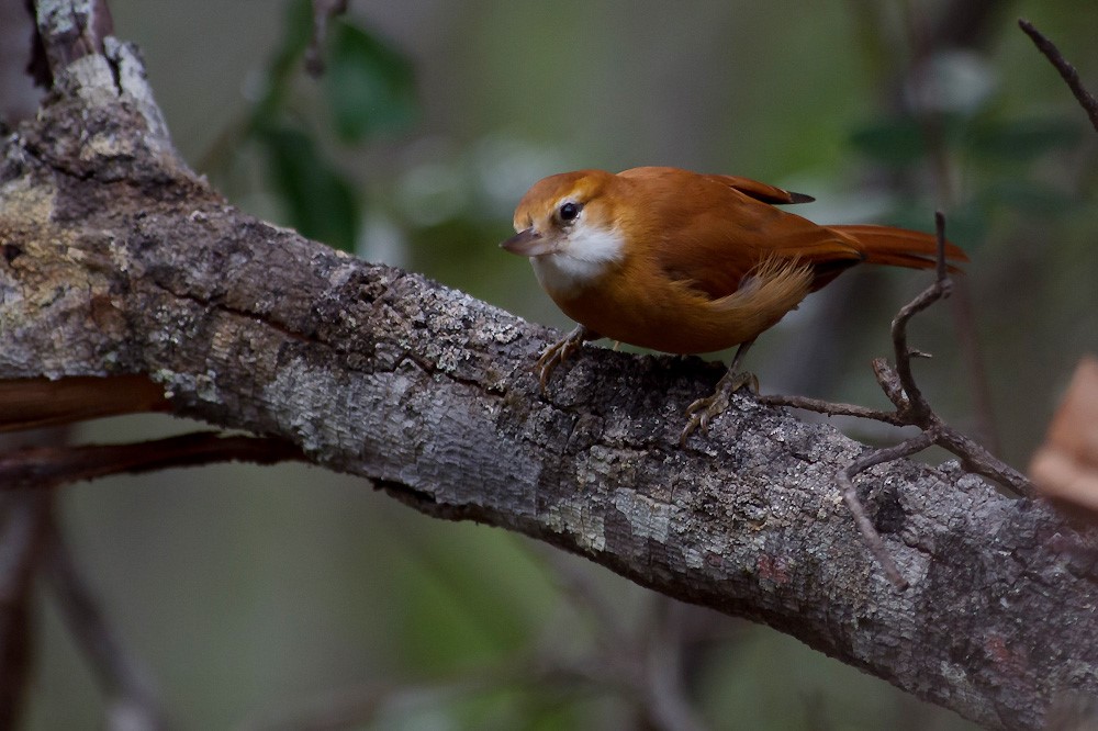 Parnaguá megaxenops