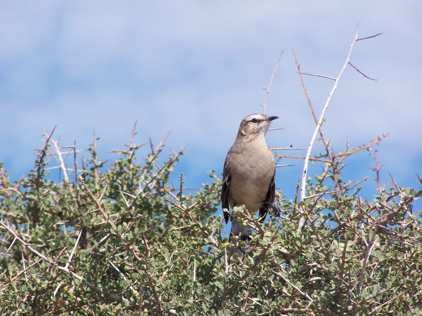 Patagonian Mockingbird