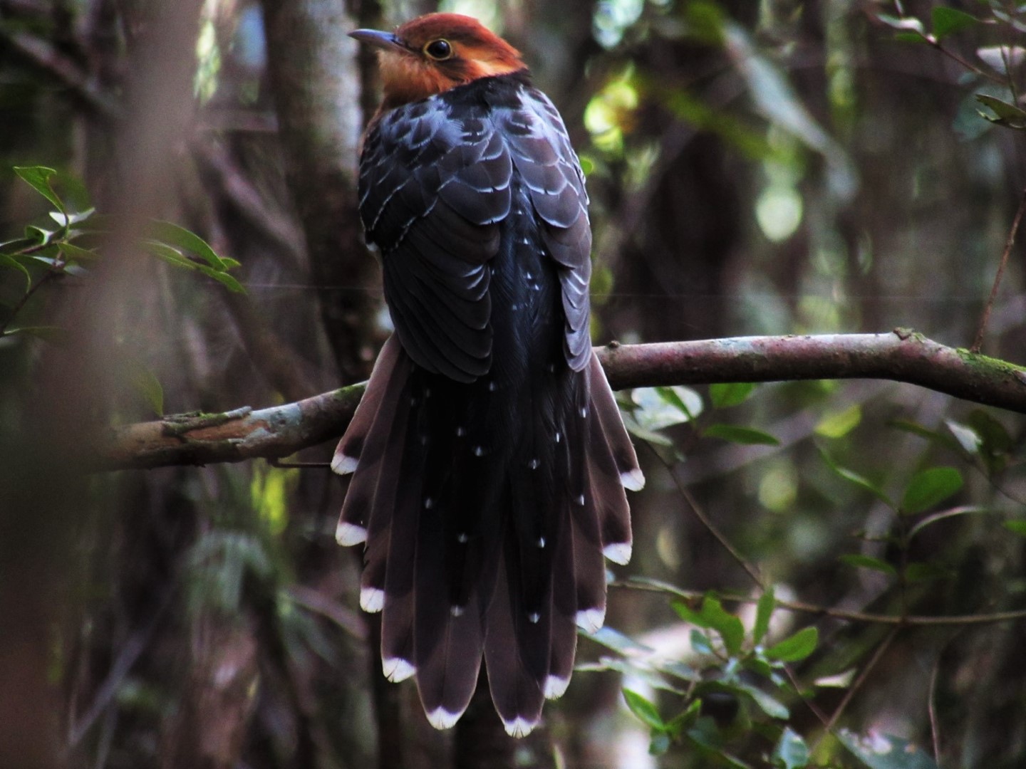 Pavonine Cuckoo