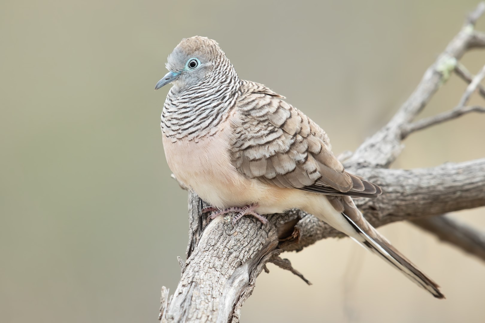 Peaceful Dove