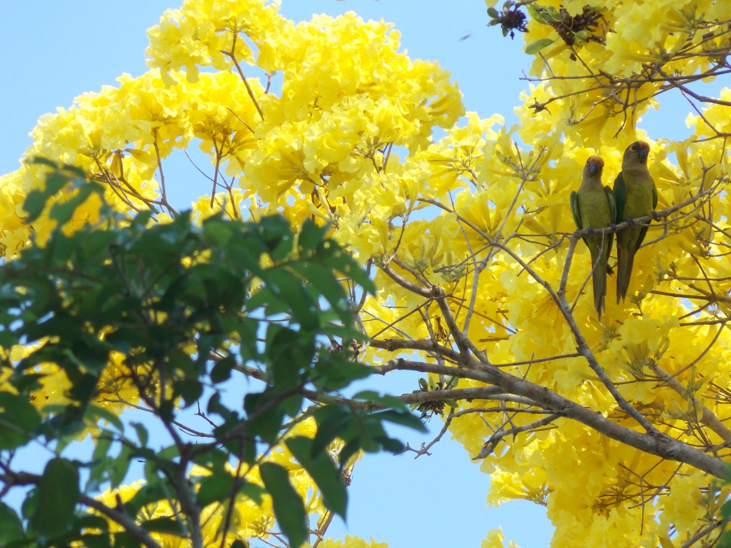 Peach-fronted Parakeet
