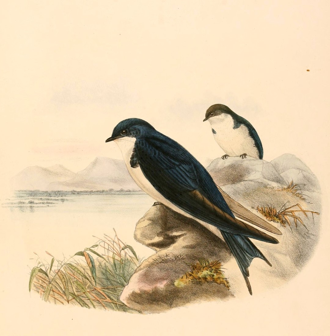 Pearl-breasted Swallow